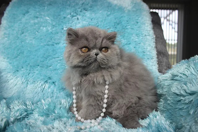 加菲猫掉毛厉害吗?