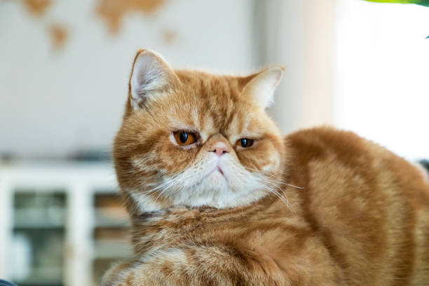 加菲猫的泪痕可以根治吗？