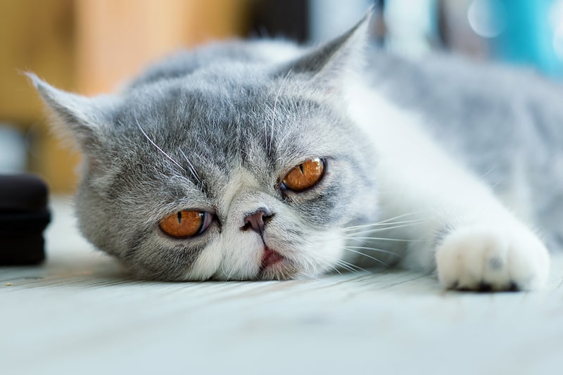 无精打采的加菲猫