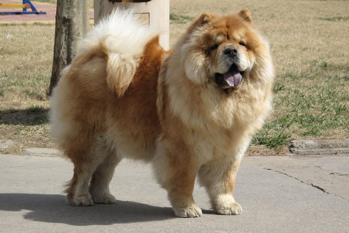 松狮犬为什么很少有人养？