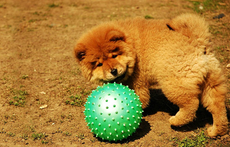 在户外玩塑料球的幼年松狮犬