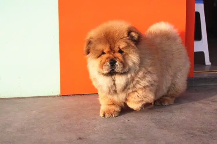 松狮犬拉稀怎么办？