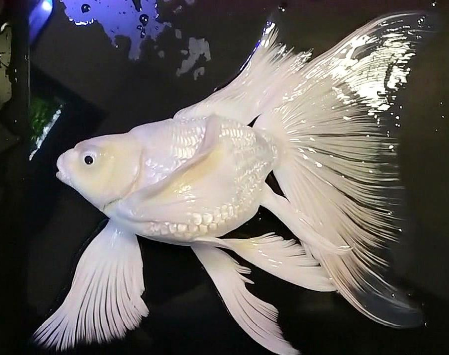 蝴蝶鲤出现红血丝怎么办？