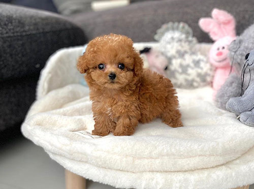 训练茶杯犬需要注意什么？