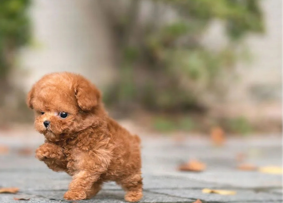 在户外锻炼的茶杯犬